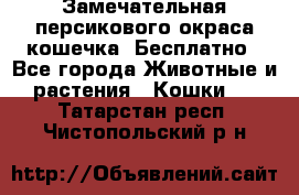 Замечательная персикового окраса кошечка. Бесплатно - Все города Животные и растения » Кошки   . Татарстан респ.,Чистопольский р-н